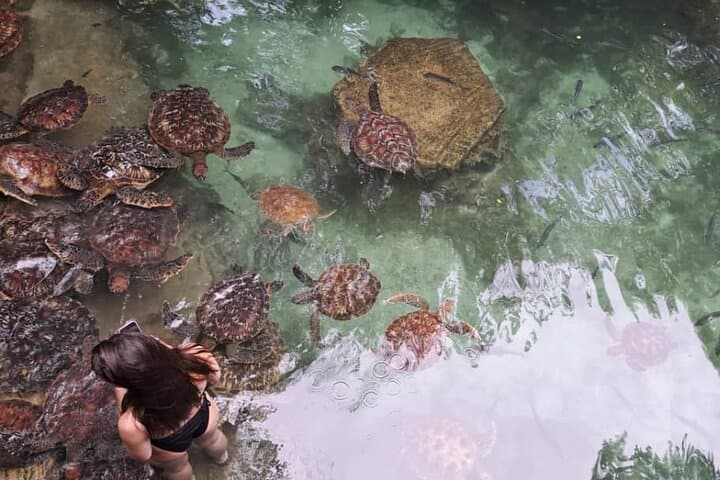 Mnemba Island Snorkeling & Dolphin Swim from Nungwi — Mnemba Marine Conservation Tour photo 6