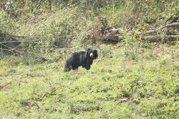 Full-Day Jungle Walk in Chitwan National Park — Tiger Trek & Rhino Viewing