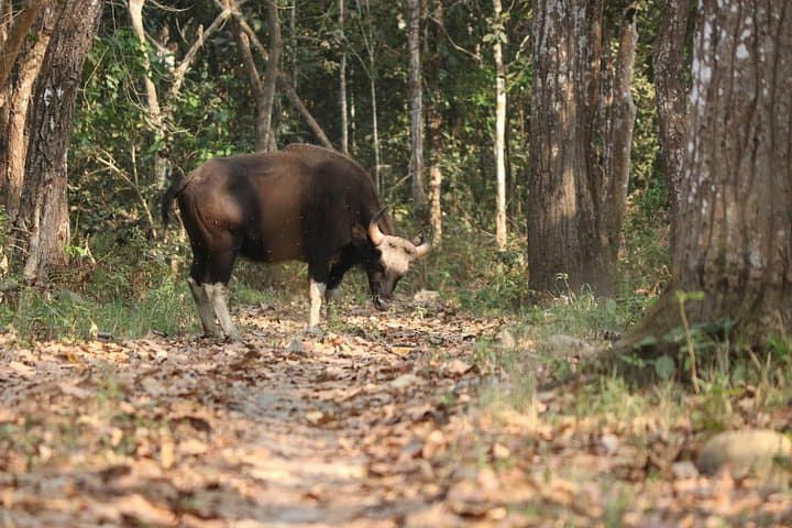 Full-Day Jungle Walk in Chitwan National Park — Tiger Trek & Rhino Viewing photo 2