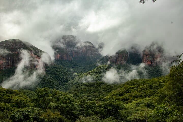 Elbow of the Andes Plant Expedition: Parajubaea, Puya raimondii & Endemic Birds photo 3