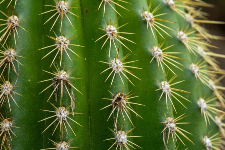 Elbow of the Andes Plant Expedition: Parajubaea, Puya raimondii & Endemic Birds photo 5