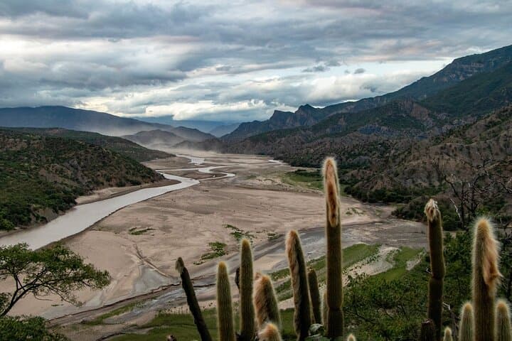 Elbow of the Andes Plant Expedition: Parajubaea, Puya raimondii & Endemic Birds photo 6