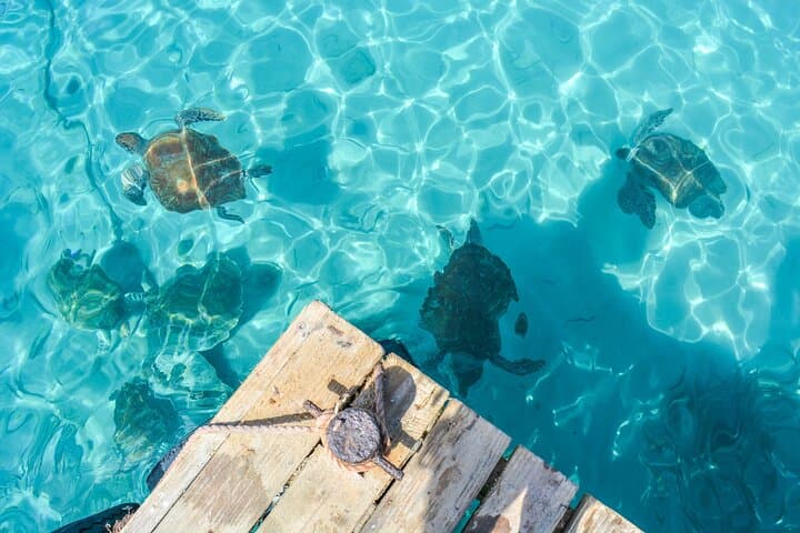 Beyond the Beaches: Private 6-Hour Curacao Coastal & Wildlife Tour photo 5