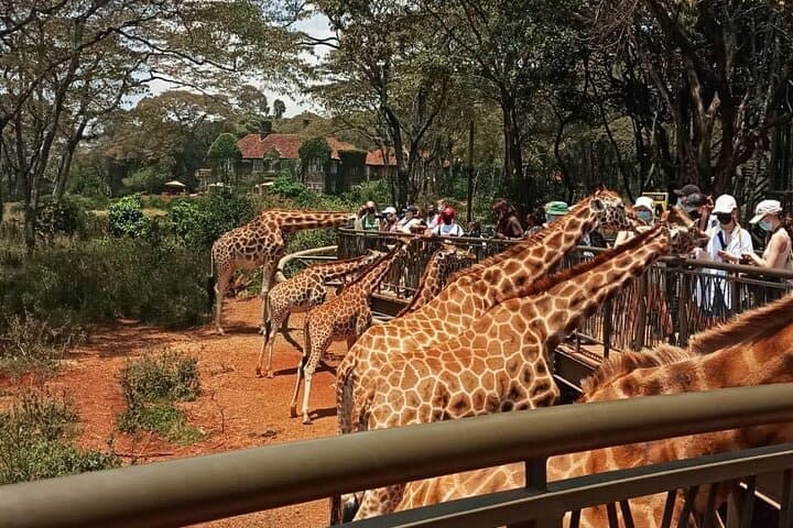Exploring Nairobi National Park and Cultural Highlights: A Day Tour Adventure photo 4