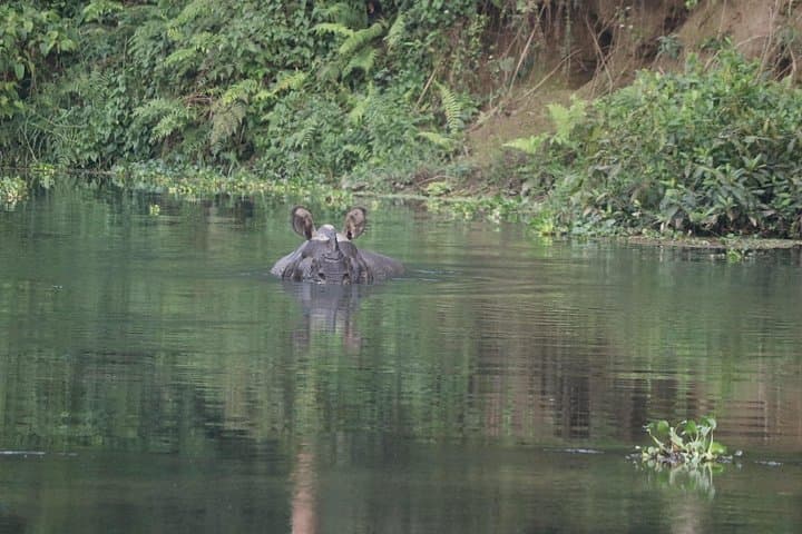 Full-Day Jungle Walk in Chitwan National Park — Tiger Trek & Rhino Viewing photo 4