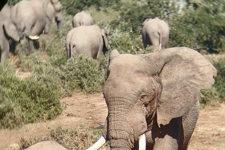 Full-Day Addo Elephant National Park Safari with BBQ — Guided Game Drive from Port Elizabeth photo 6