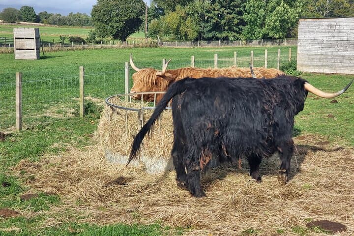 Loch Ness and Inverness Day Tour — Castles, Whisky & Monster Country photo 4