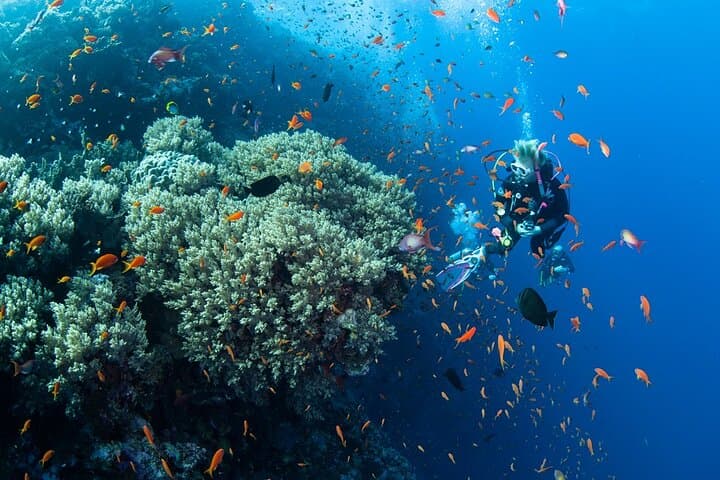 Red Sea Intro Dive from Hurghada — Boat Trip with Lunch & Transfers photo 5