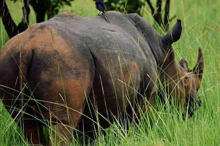 Rhino Tracking at Ziwa Sanctuary: 1-Day Wildlife Adventure from Kampala photo 2