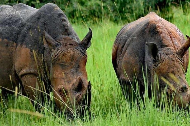 Rhino Tracking at Ziwa Sanctuary: 1-Day Wildlife Adventure from Kampala