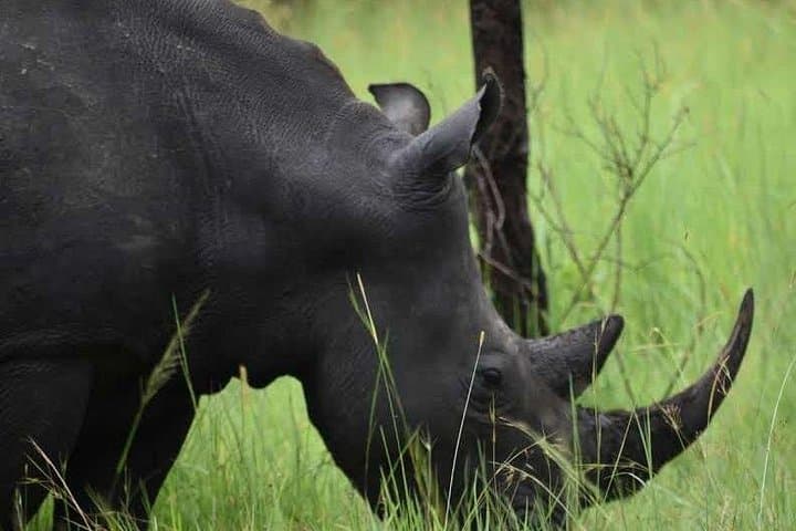Rhino Tracking at Ziwa Sanctuary: 1-Day Wildlife Adventure from Kampala photo 3