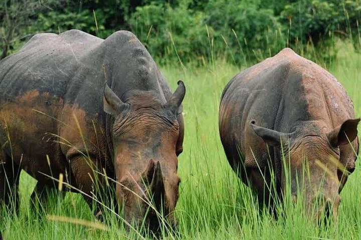Rhino Tracking at Ziwa Sanctuary: 1-Day Wildlife Adventure from Kampala photo 4
