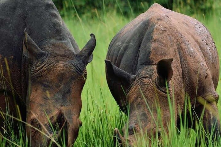 3-Day Murchison Falls Big Five Safari & Rhino Tracking — Uganda Adventure photo 4