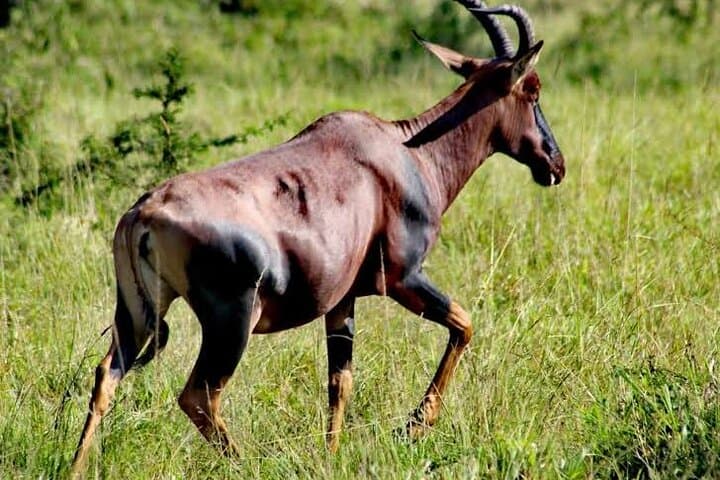 2-Day Wildlife Safari at Lake Mburo National Park from Kampala photo 2