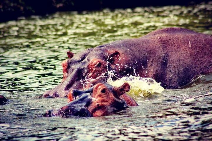 2-Day Wildlife Safari at Lake Mburo National Park from Kampala photo 4