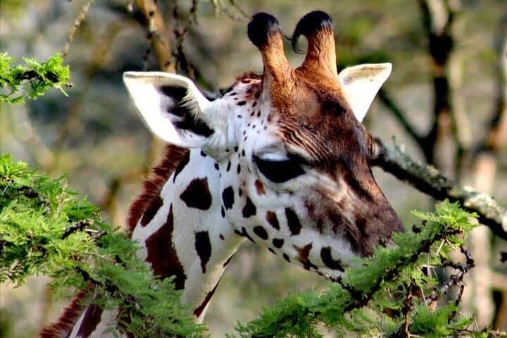 2-Day Wildlife Safari at Lake Mburo National Park from Kampala photo 5