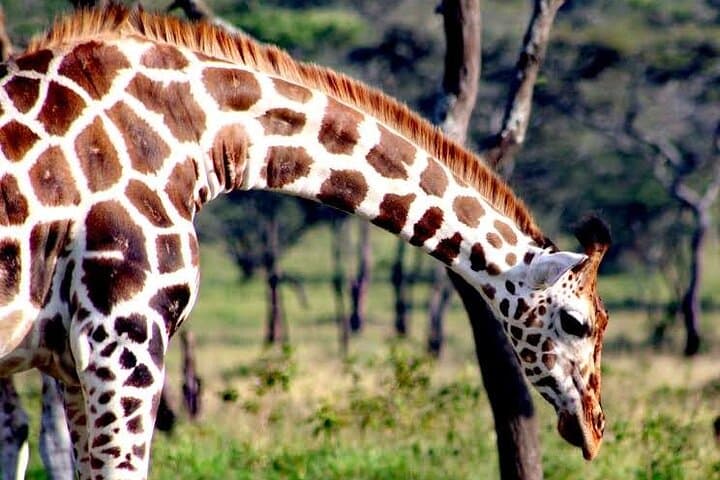 2-Day Wildlife Safari at Lake Mburo National Park from Kampala photo 6
