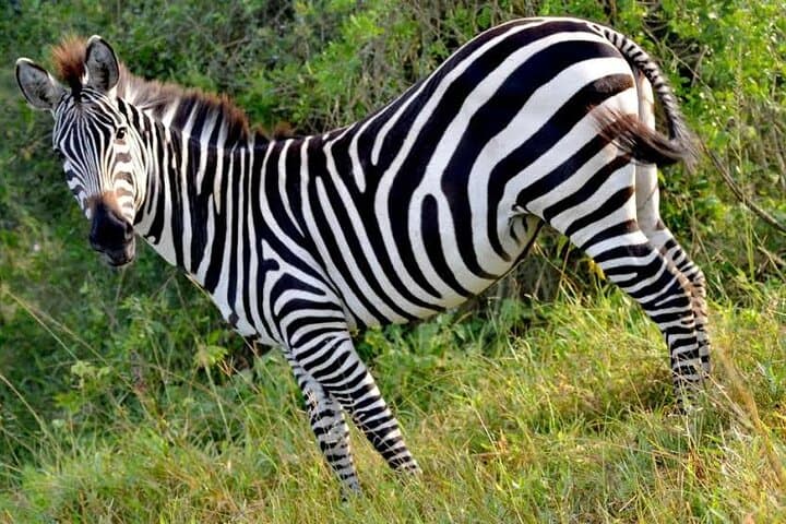 2-Day Wildlife Safari at Lake Mburo National Park from Kampala photo 3