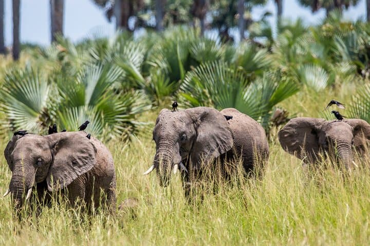2-Day Murchison Falls & Zziwa Rhino Trekking Safari: Guide and What to Expect photo 3