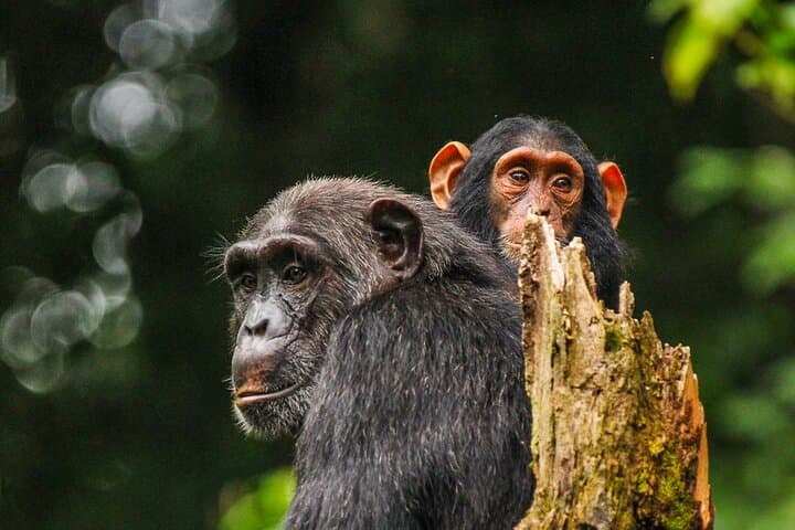7-Day Uganda Safari: Murchison Falls, Kibale Chimps & Bwindi Gorillas photo 6