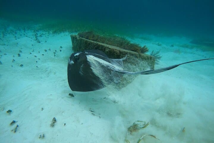Advanced Reef and Sunken Ship Snorkeling in Cancun — Mayan Reef Small-Group Tour photo 5