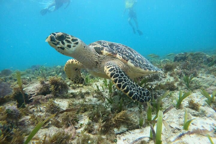 Advanced Reef and Sunken Ship Snorkeling in Cancun — Mayan Reef Small-Group Tour photo 6