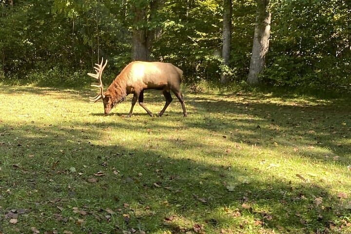Over the Top Tour: Scenic Drive and Oconaluftee Valley Elk Viewing in the Great Smoky Mountains