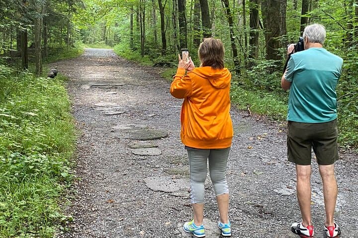 Over the Top Tour: Scenic Drive and Oconaluftee Valley Elk Viewing in the Great Smoky Mountains photo 2