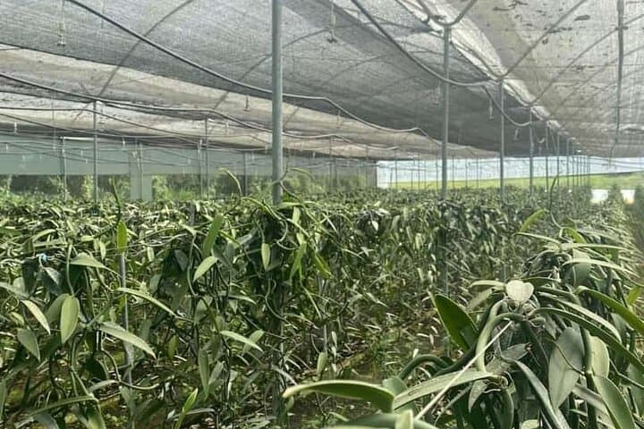 Hacienda Cacaoymango Full-Day: Cacao, Mango & Vanilla Greenhouse Experience Near Guayaquil photo 2