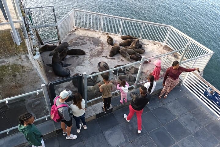Robben Island Half-Day: Mandela's Cell, Quarry & Penguin Colony from Cape Town photo 3