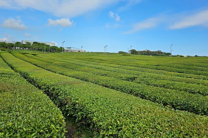 West Jeju Full-Day Private Tour: Handam Beach, Osulloc Tea & Songaksan Crater photo 3