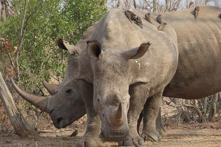 2-Day Pilanesberg Safari: Big Five Game Drives with 3-Star Lodge Stay photo 4