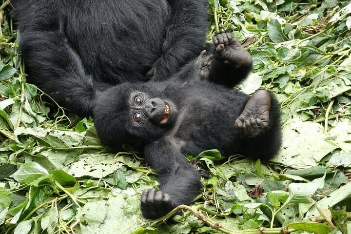 3-Day Private Gorilla Trekking Safari in Bwindi Impenetrable Forest, Uganda