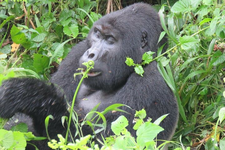 3-Day Private Gorilla Trekking Safari in Bwindi Impenetrable Forest, Uganda photo 2