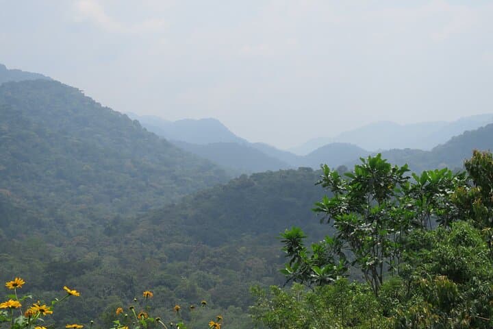 3-Day Private Gorilla Trekking Safari in Bwindi Impenetrable Forest, Uganda photo 5