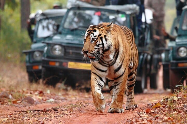 2-Day Ranthambore Safari from Jaipur — Open-Canter Tiger Safaris & Fort Views photo 2