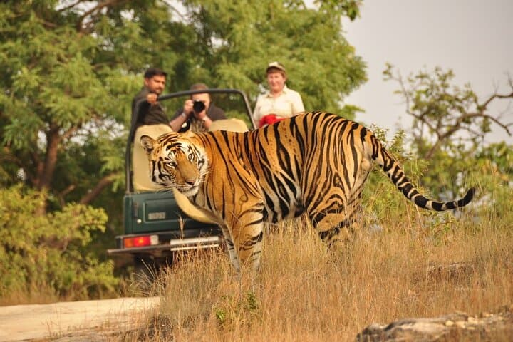 2-Day Ranthambore Safari from Jaipur — Open-Canter Tiger Safaris & Fort Views photo 4