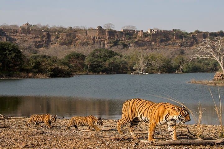 2-Day Ranthambore Safari from Jaipur — Open-Canter Tiger Safaris & Fort Views photo 5
