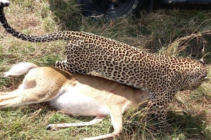 3-Day Maasai Mara Shared Safari by Jeep — Big Five & Great Migration Highlights