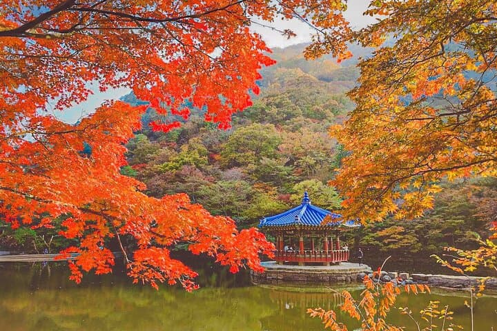 Naejangsan Fall Foliage Day Trip from Seoul (Busan Drop-off Option) photo 4
