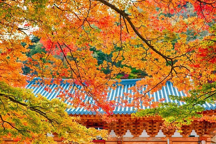 Naejangsan Fall Foliage Day Trip from Busan (Seoul Drop-off Option) photo 3