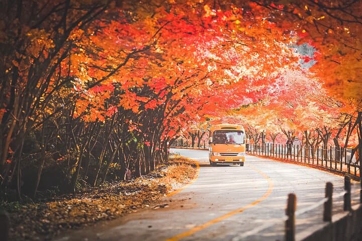 Naejangsan Fall Foliage Day Trip from Busan (Seoul Drop-off Option)