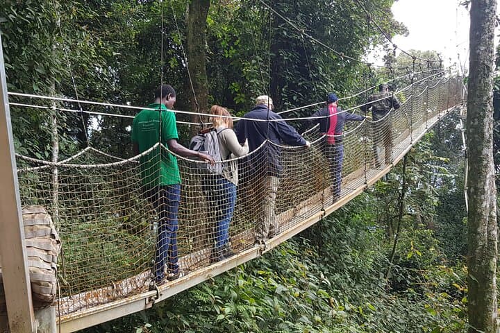 Nyungwe Canopy Walk: One-Day Shared Tour from Kigali