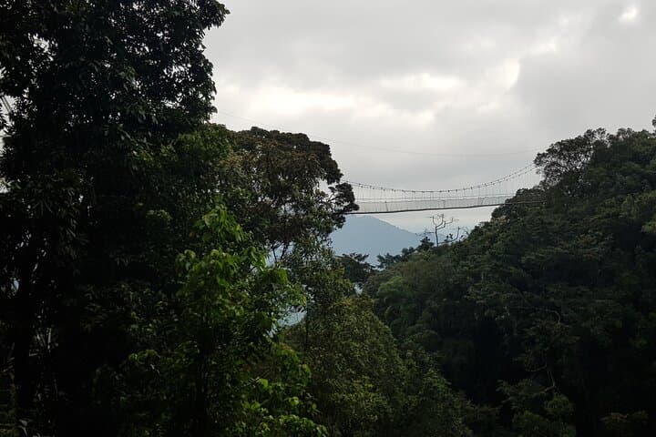Nyungwe Canopy Walk: One-Day Shared Tour from Kigali photo 2