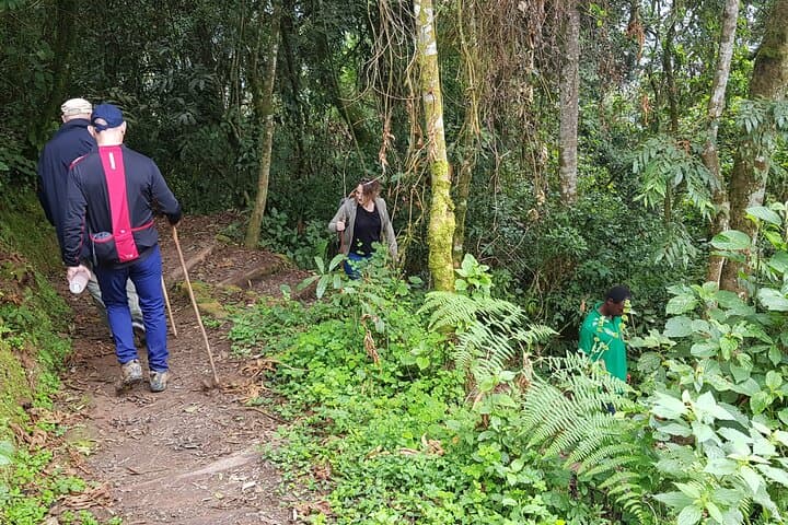 Nyungwe Canopy Walk: One-Day Shared Tour from Kigali photo 3