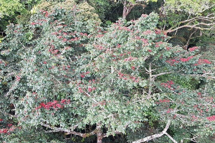 Nyungwe Canopy Walk: One-Day Shared Tour from Kigali photo 5