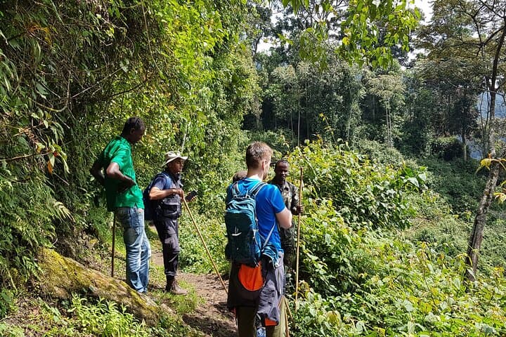 Nyungwe Canopy Walk: One-Day Shared Tour from Kigali photo 6