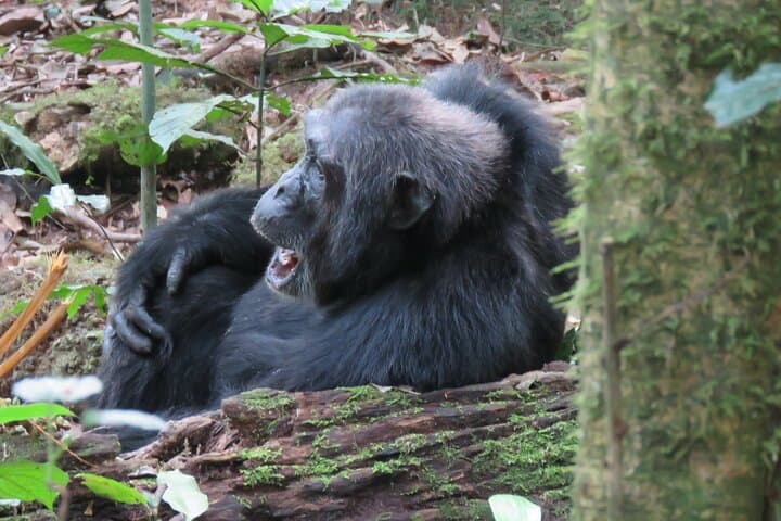 Kibale Chimpanzee Trekking Safari: 3-Day Primate Adventure from Kampala photo 3