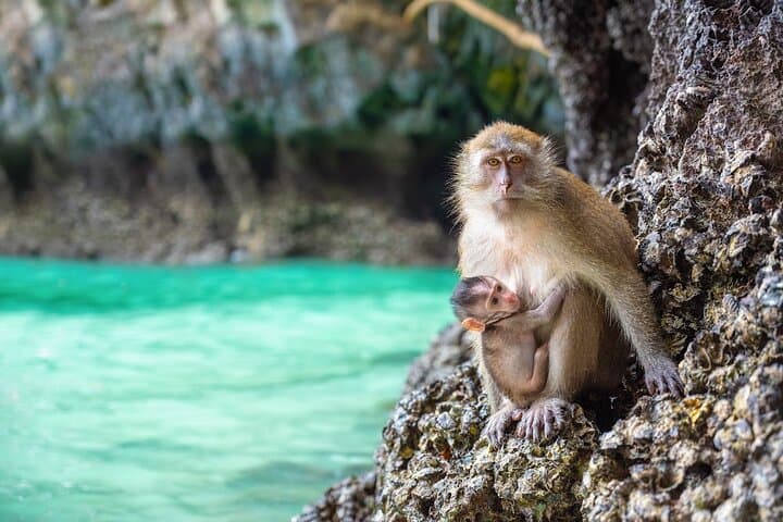 Phuket Phi Phi & Bamboo Islands Snorkeling Day Trip from Phuket photo 5