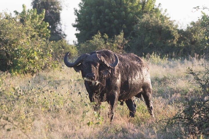 Full Day Victoria Falls + Zambezi National Park Safari: Guide, History & Practical Tips photo 4
